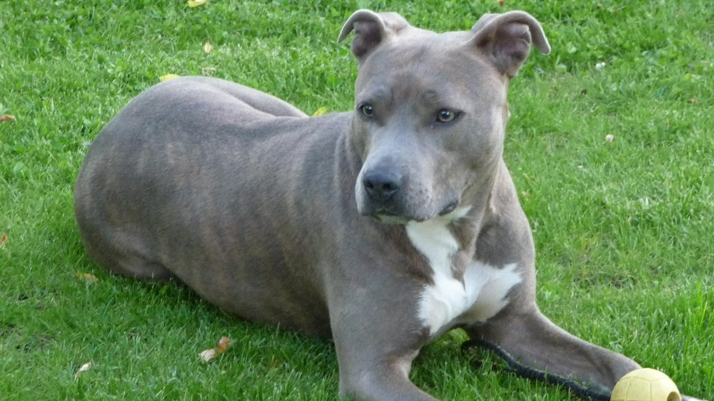 L'american staffordshire terrier è una razza considerata pericolosa