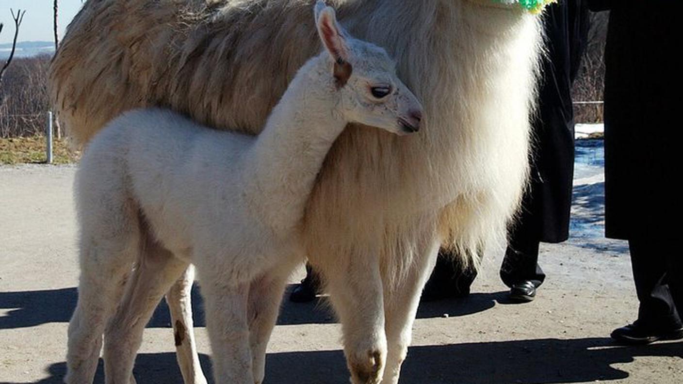 Il colpo di fucile è stato sparato vicino alle case