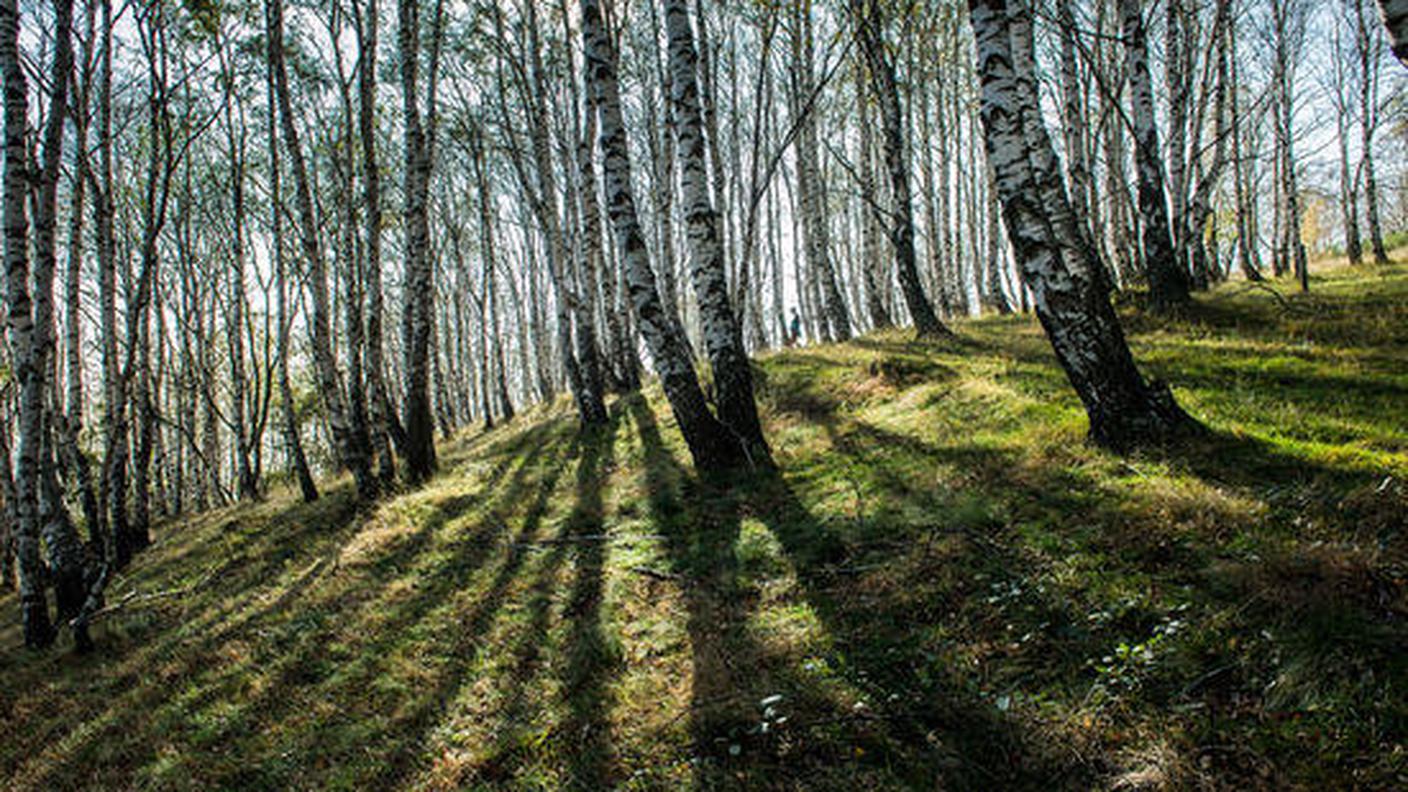 Bosco di betulle in Carpiasca