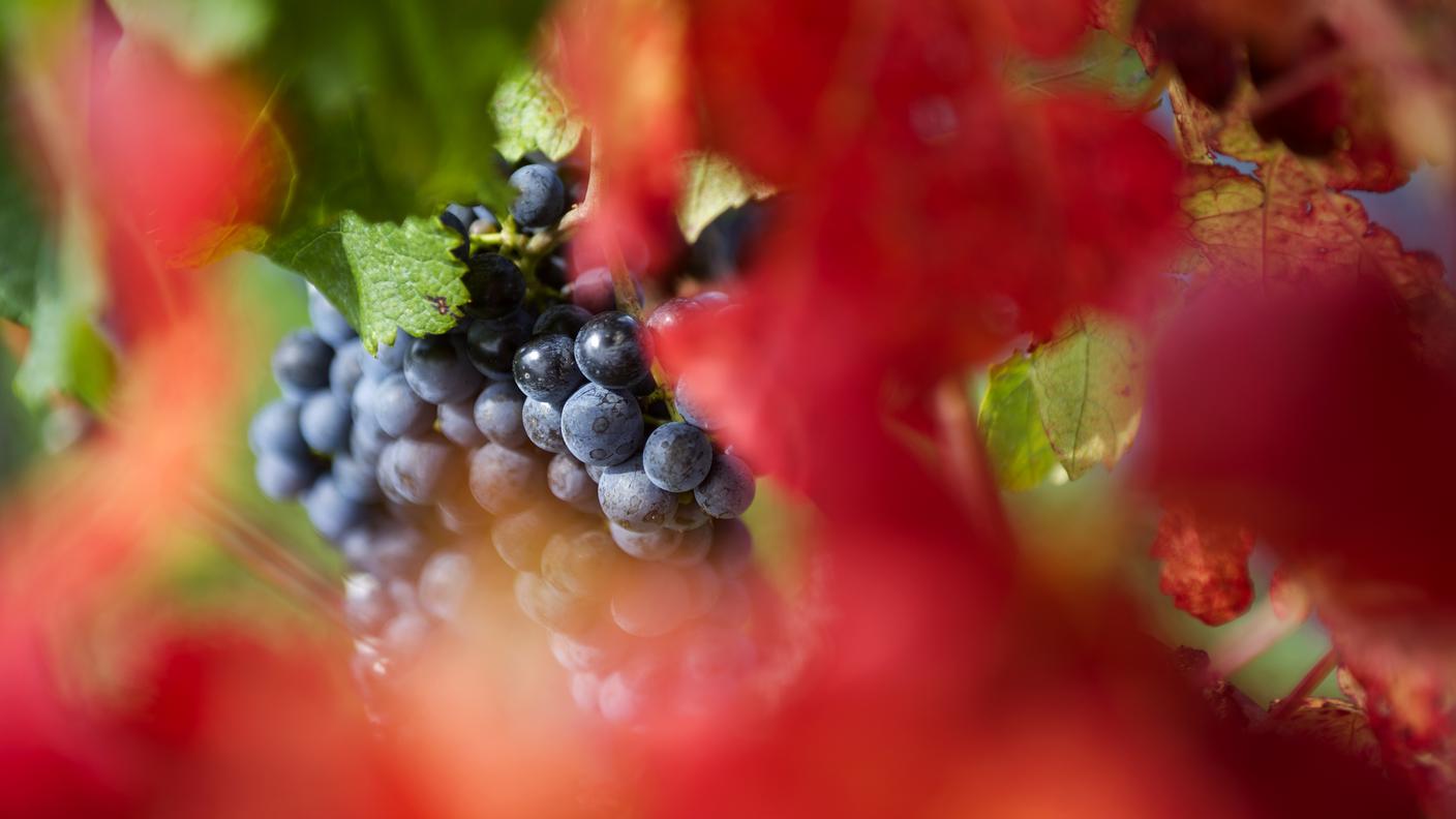 Stabio, vendemmia