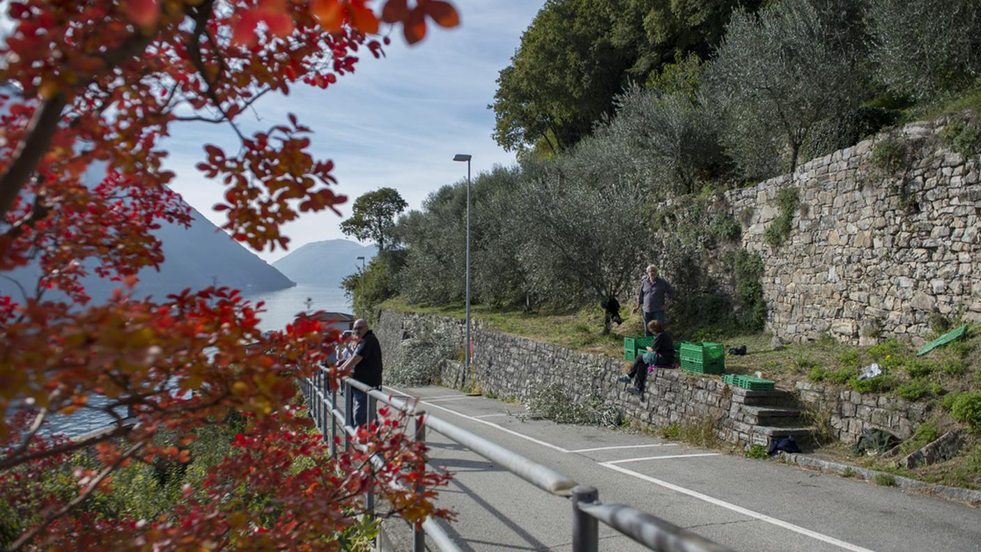 Raccolta fatta presto, per una maggiore qualità