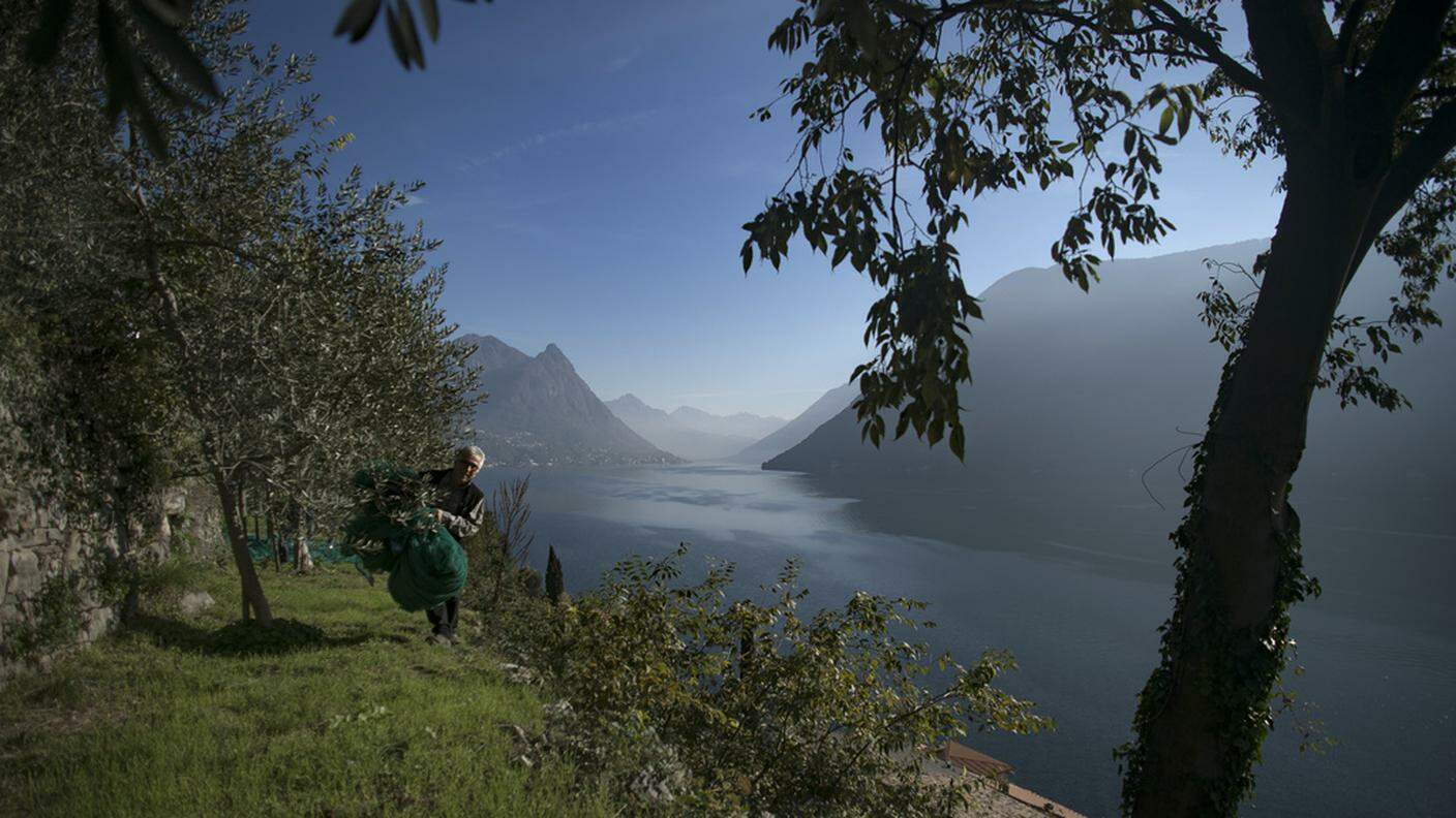 Sono circa 4'000 gli ulivi in Ticino
