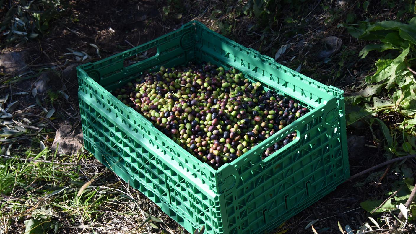 Buon raccolto per questo l'annata 2015