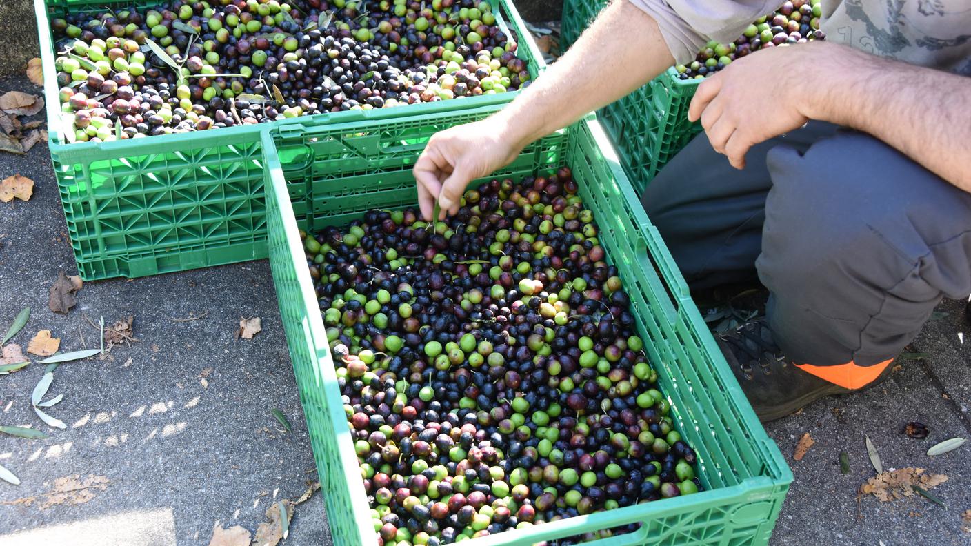 Buon raccolto per questo l'annata 2015