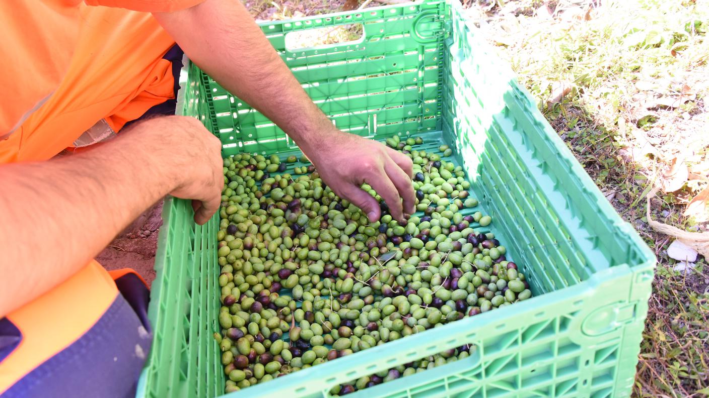 Buon raccolto per questo l'annata 2015