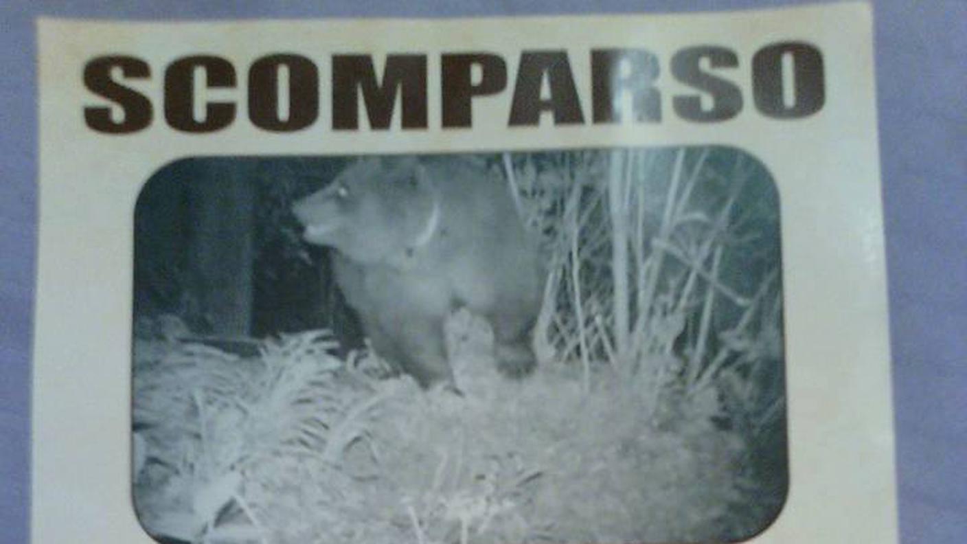La ricompensa offerta dalla LAV di Sondrio