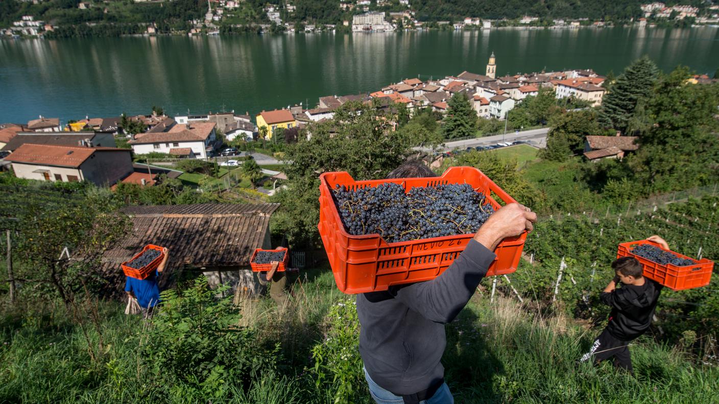 Raccolto magro, ma di ottima qualità