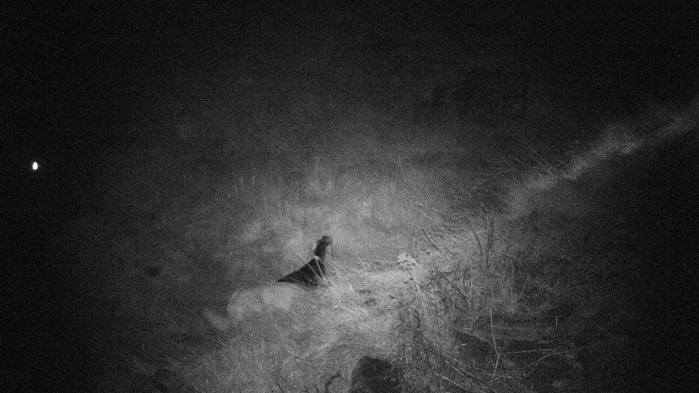 Gola di Lago, ecco i cani killer