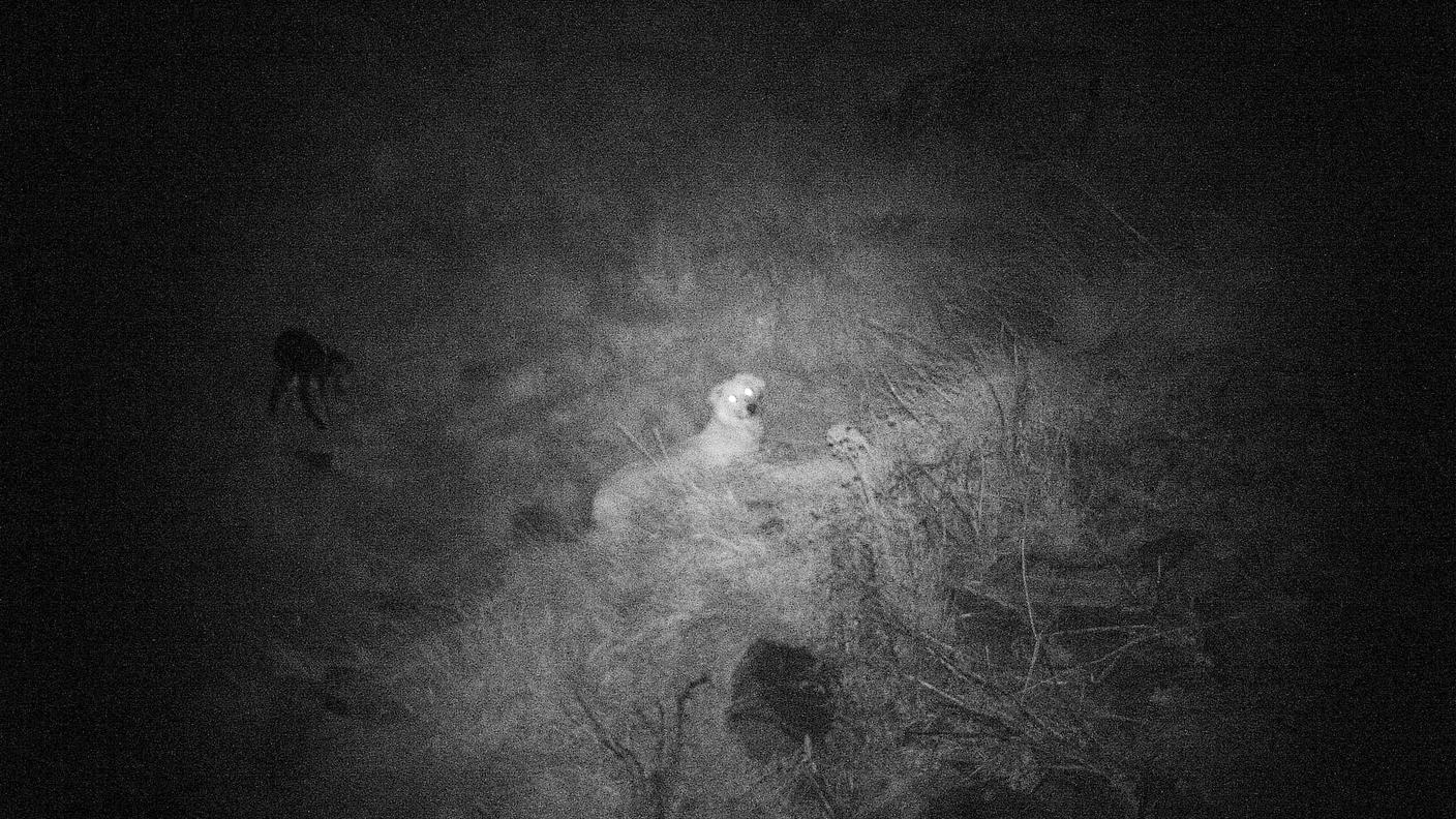 Gola di Lago, ecco i cani killer