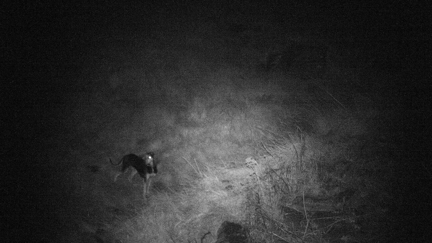 Gola di Lago, ecco i cani killer