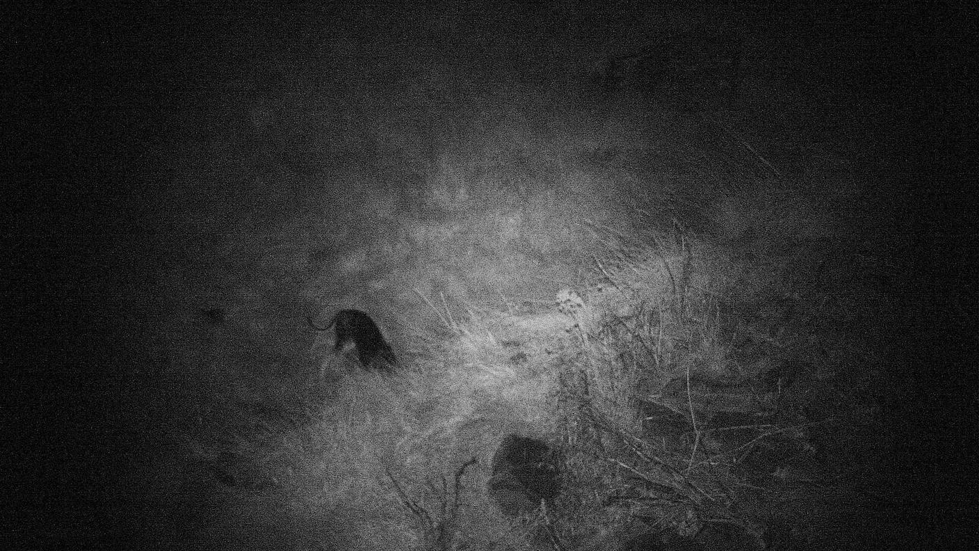 Gola di Lago, ecco i cani killer