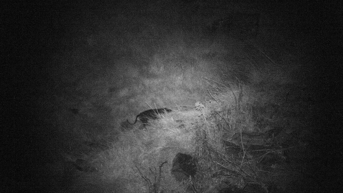 Gola di Lago, ecco i cani killer
