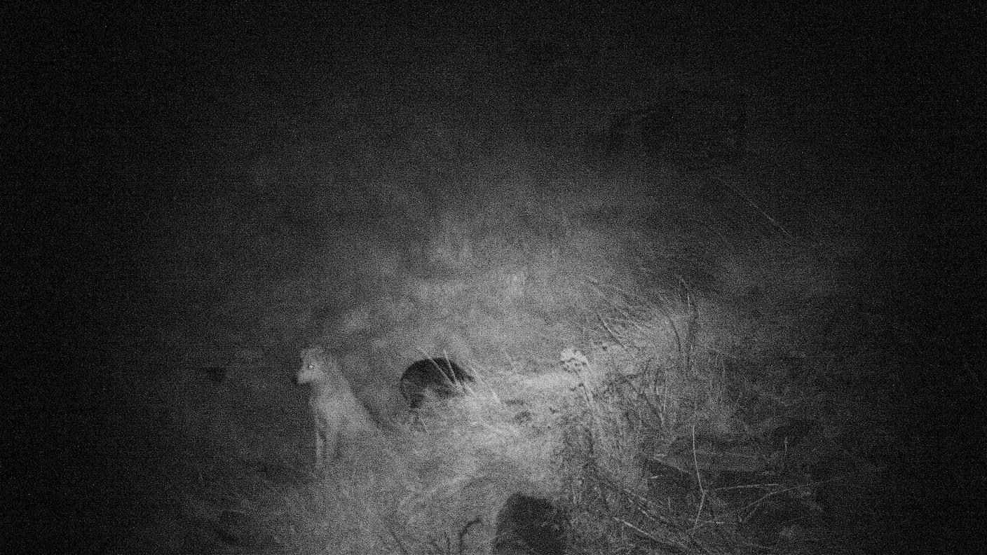 Gola di Lago, ecco i cani killer