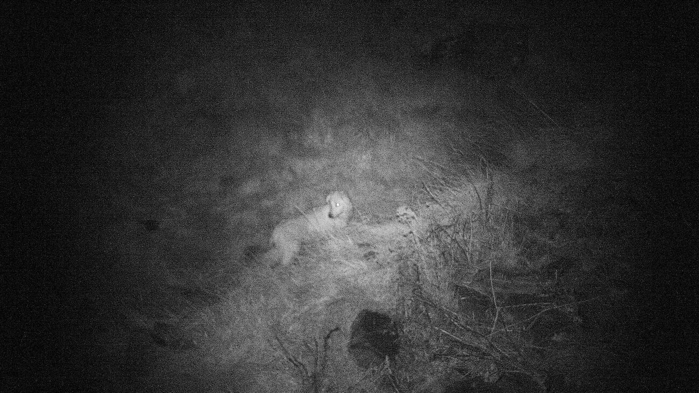 Gola di Lago, ecco i cani killer