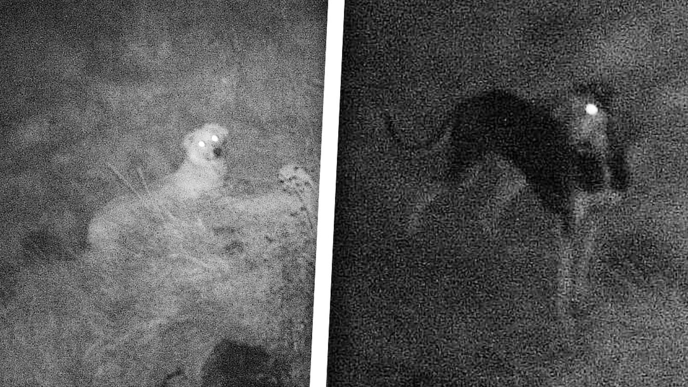I cani che avrebbero sbranato le quattro pecore a Gola di Lago