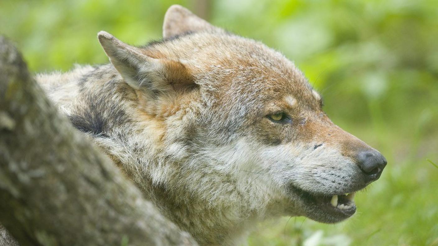 Il lupo è tornato stabilmente in Ticino