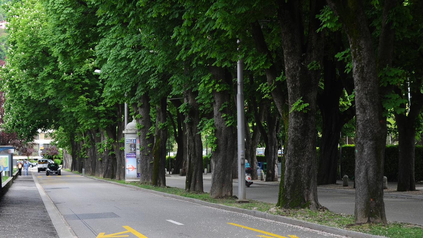 Gli ippocastani di Viale Cassarate