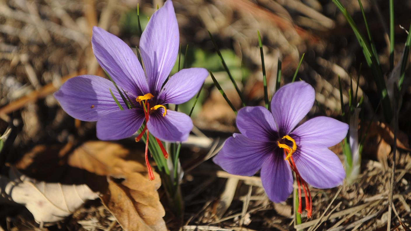 Non chiamatelo solo "fiore"