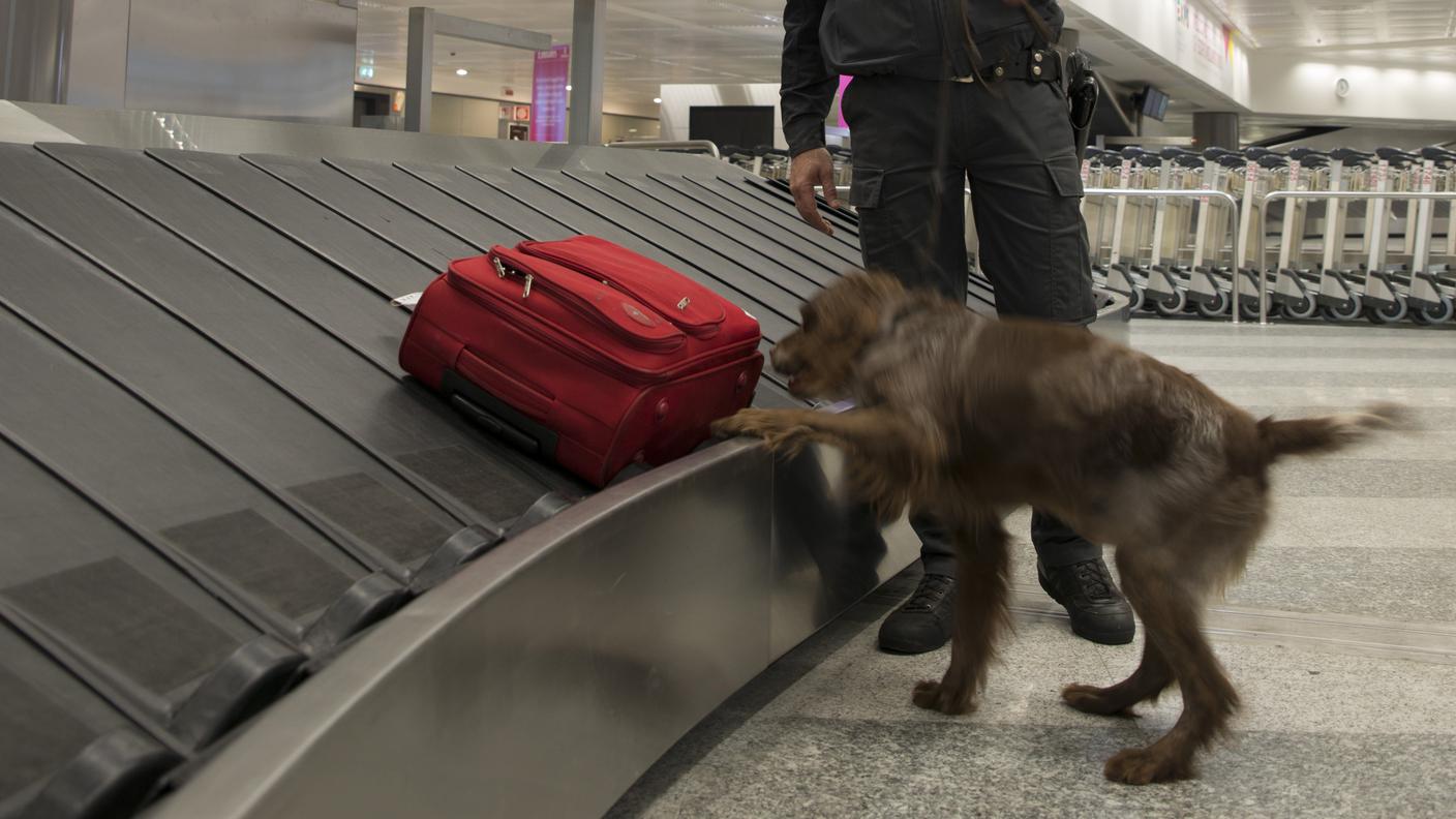 Importante il lavoro delle unità cinofile all'aeroporto