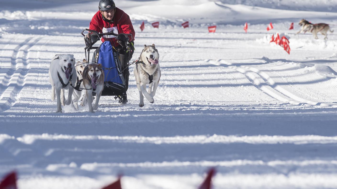  Sven Haefeli druante la gara a quatto cani 