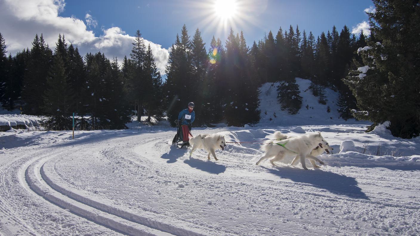 Christian Ober durante la sua gara a quatto cani