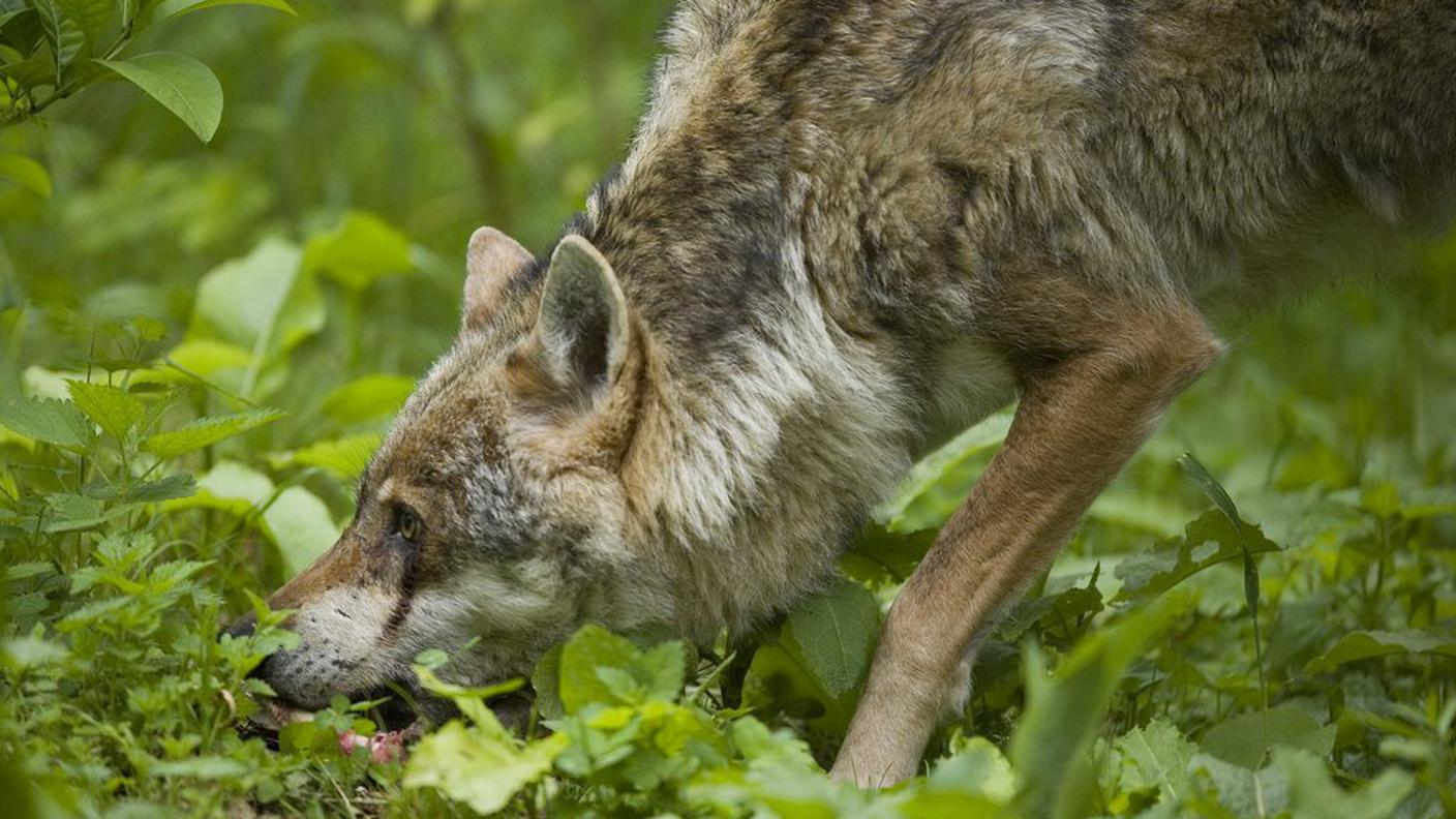 Un altro esemplare ha colpito in Capriasca