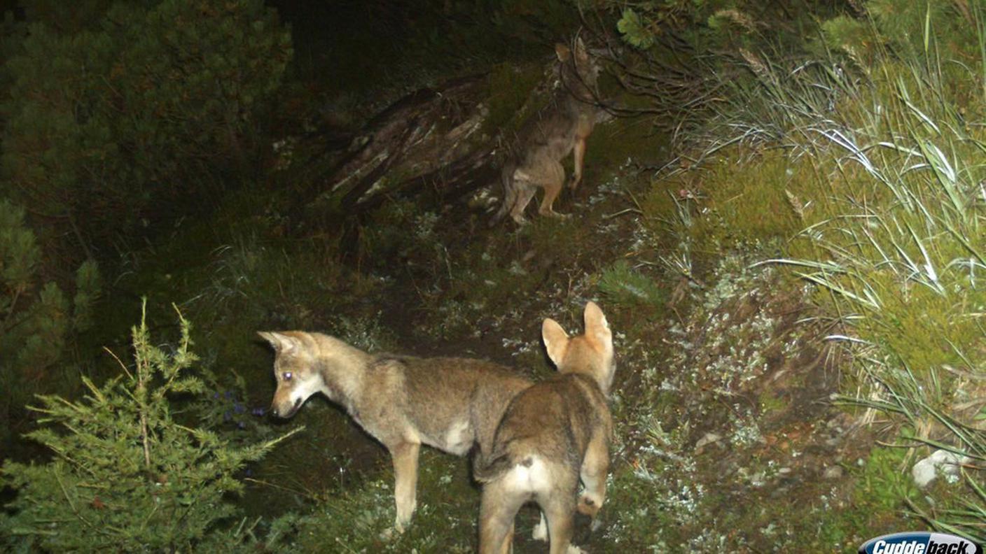 Cuccioli di lupo del Calanda (archivio)