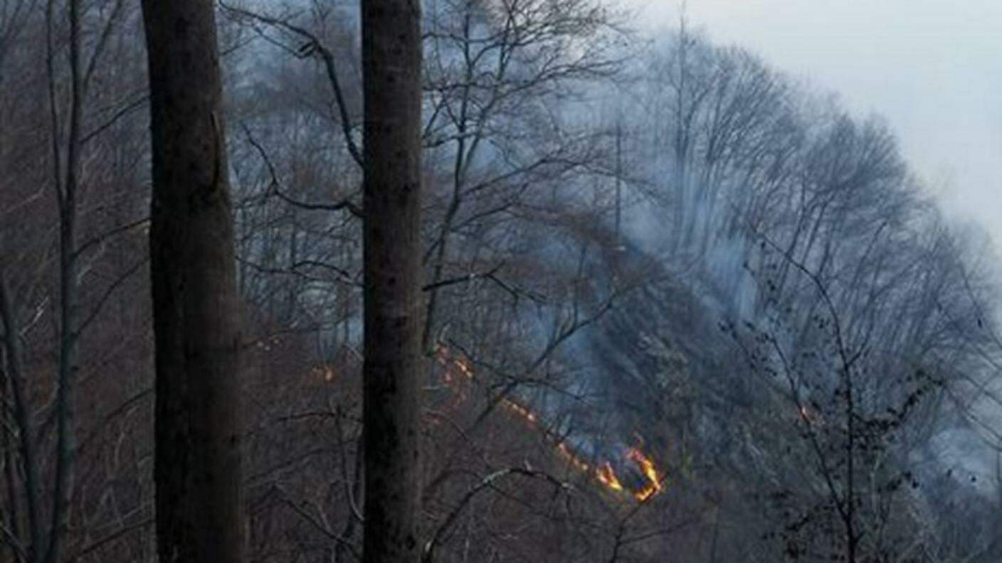 Il bosco in fiamme