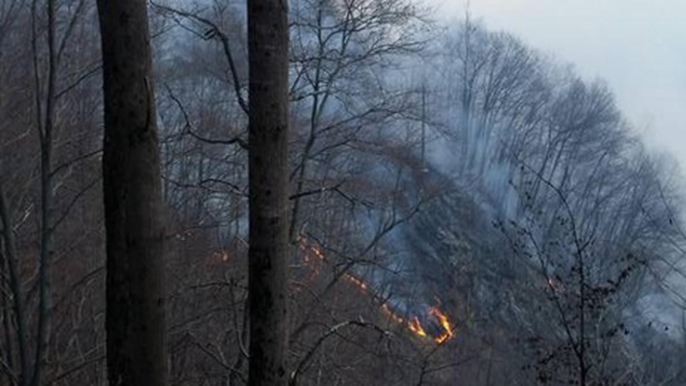 Il bosco in fiamme