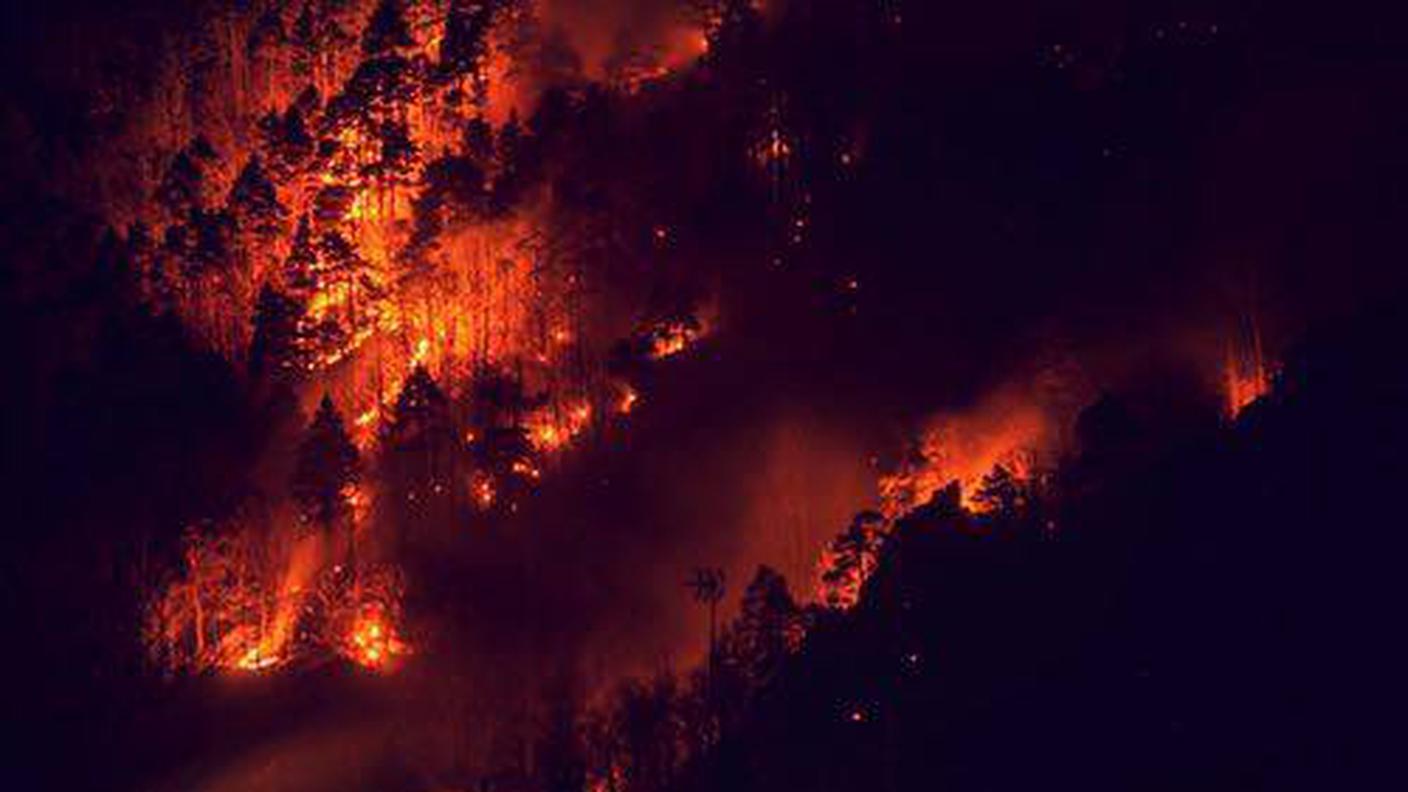 Il bosco in fiamme