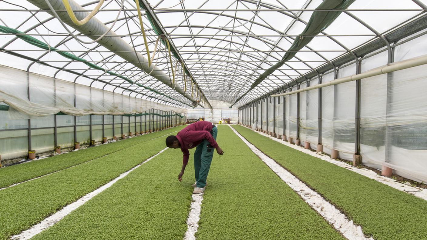 Lavorare nei campi per 3'200 franchi al mese