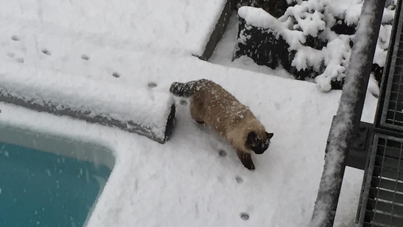 Sfidando la neve a Nanteghe (Lugaggia)