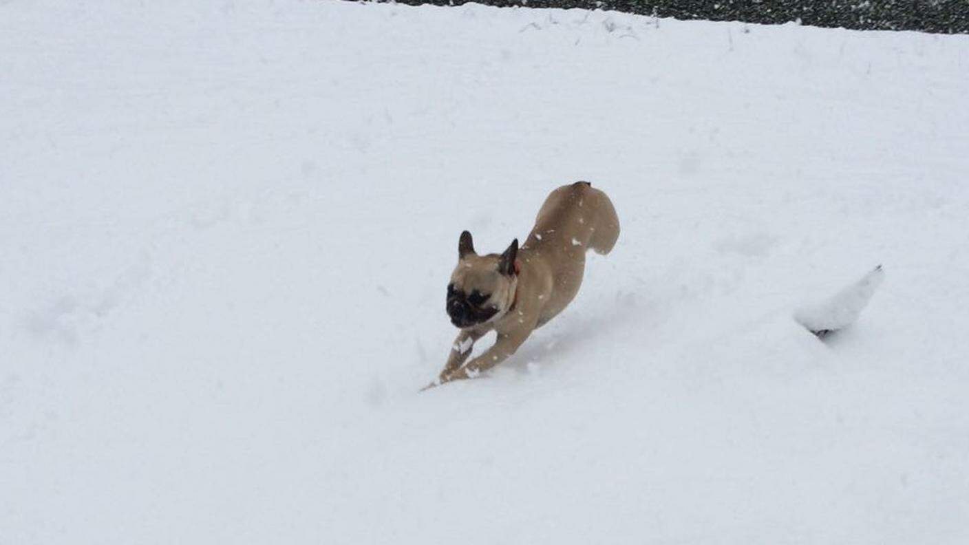 Cleo, il cane delle nevi di Montagnola