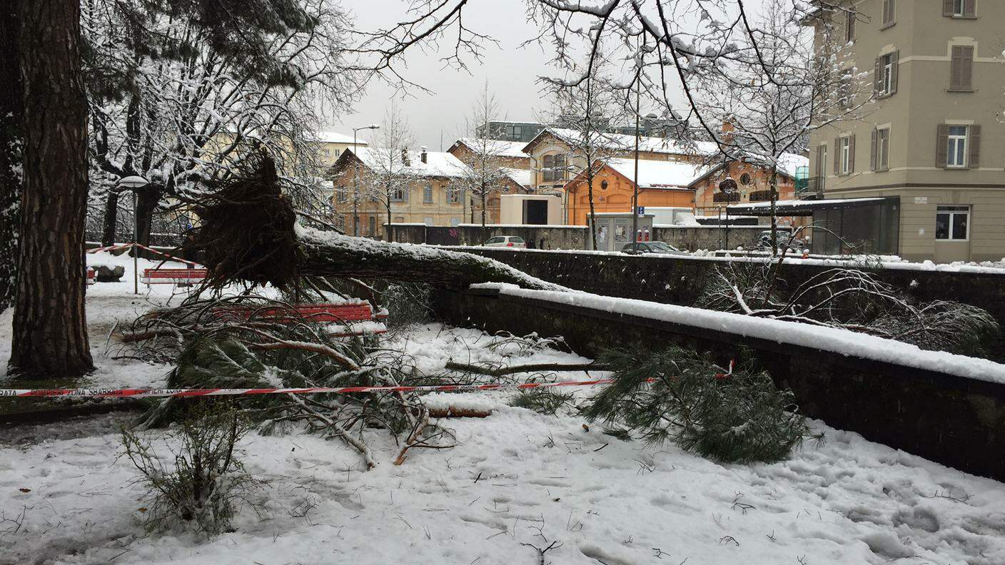 Un dettaglio dei danni causati dalla neve a Viganello
