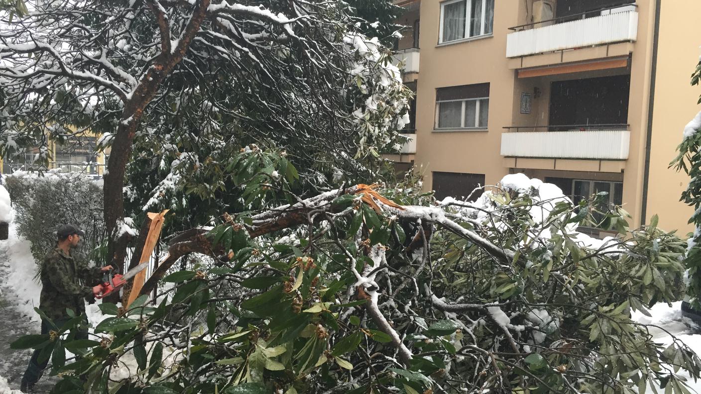 Un albero crollato nel centro di Massagno