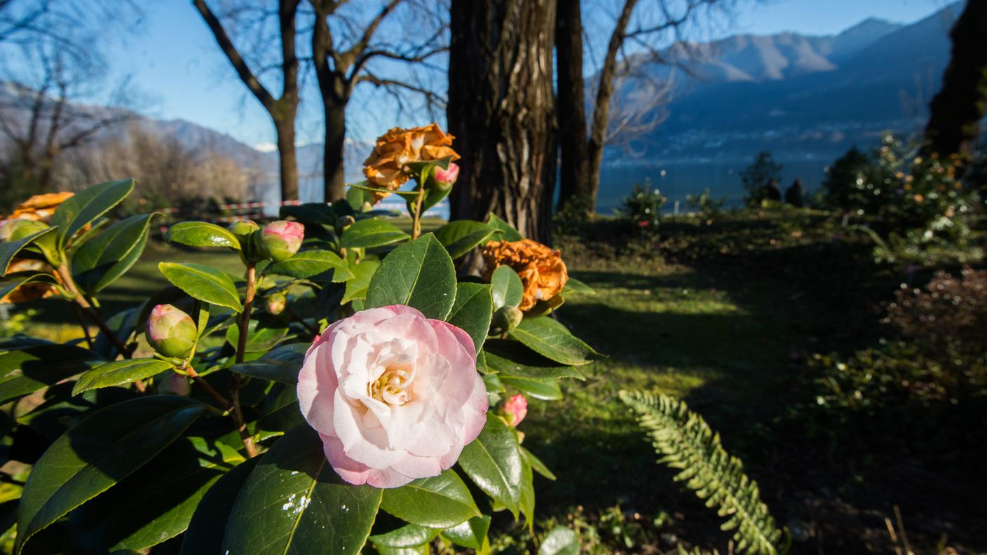 Fioritura nei giusti tempi