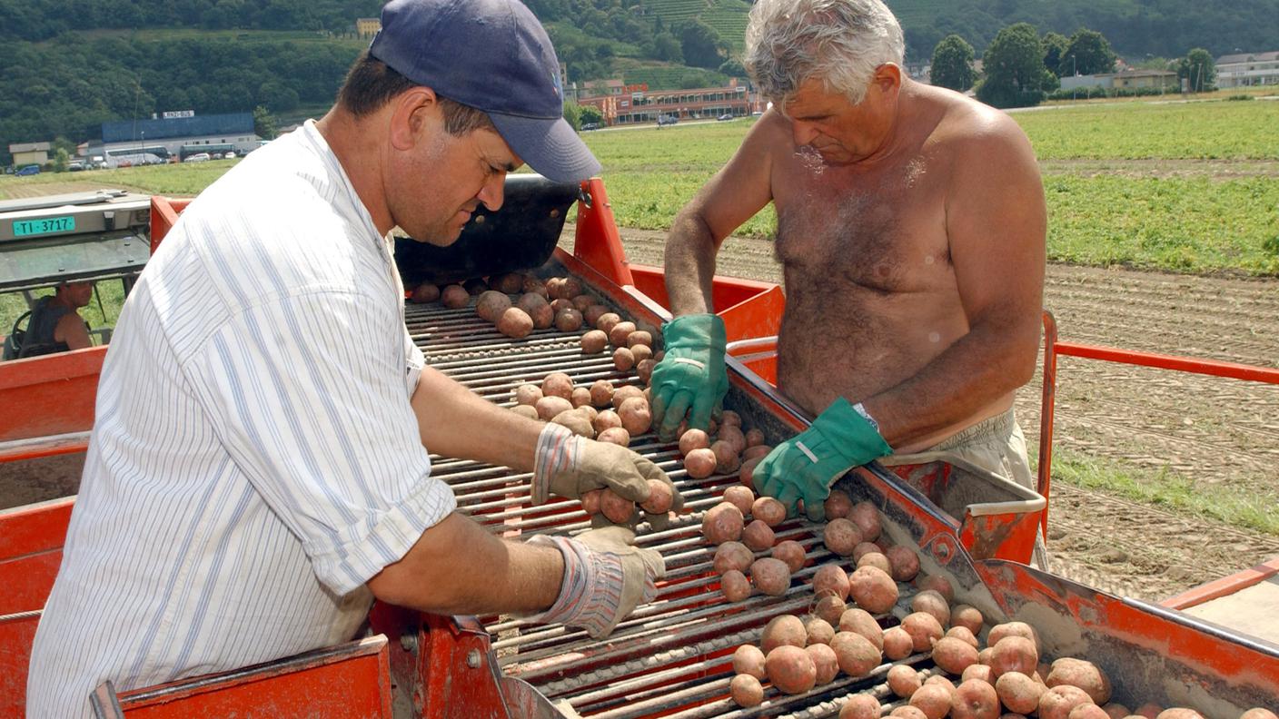 La raccolta delle patate per le chips nel Piano di Magadino