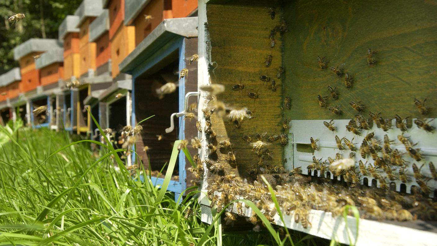 Attratto dal miele, l'animale potrebbe distruggere alcuni alveari della zona