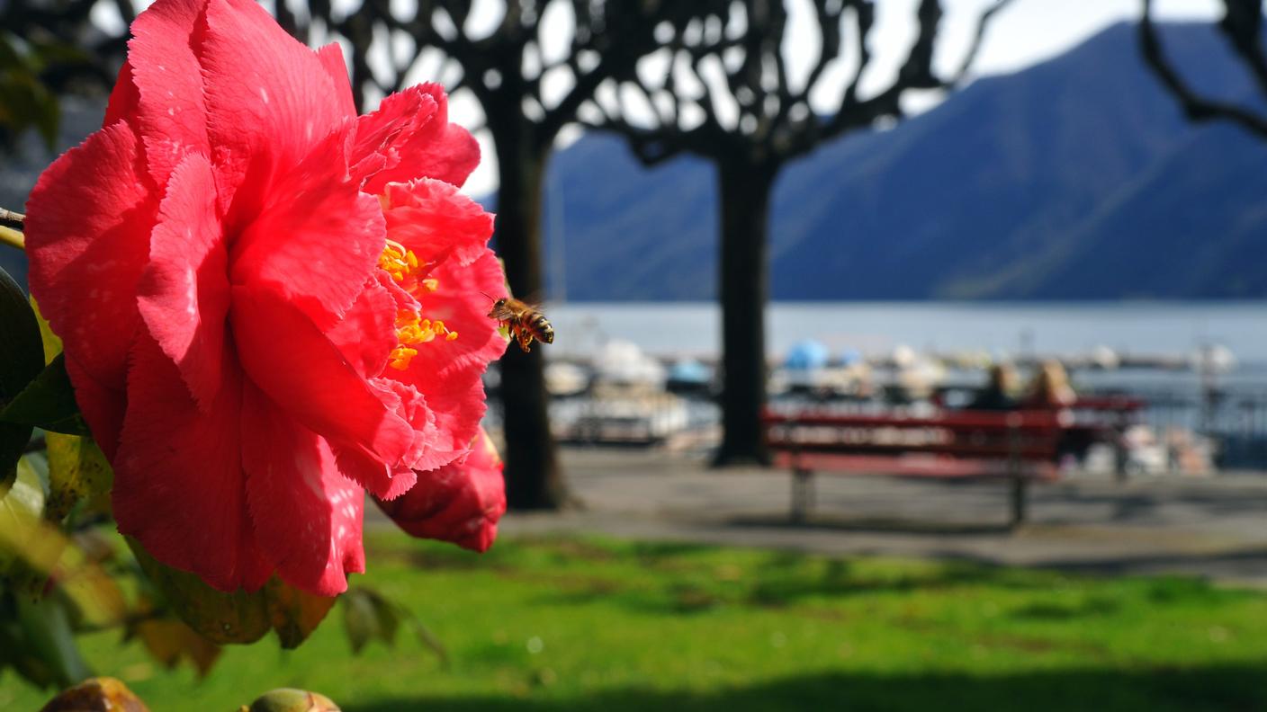 In Ticino il bel tempo non ha motivato solo le api, ma pure i turisti