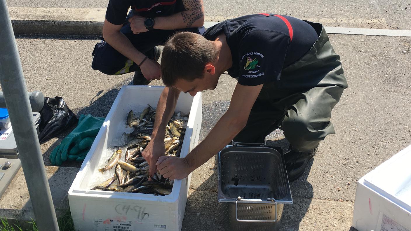 Gli animali morti recuperati dai pompieri