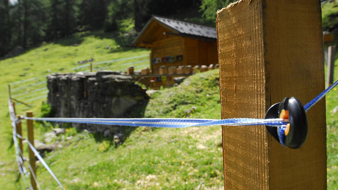 Un recinto elettri anti-orsi in Val Monastero