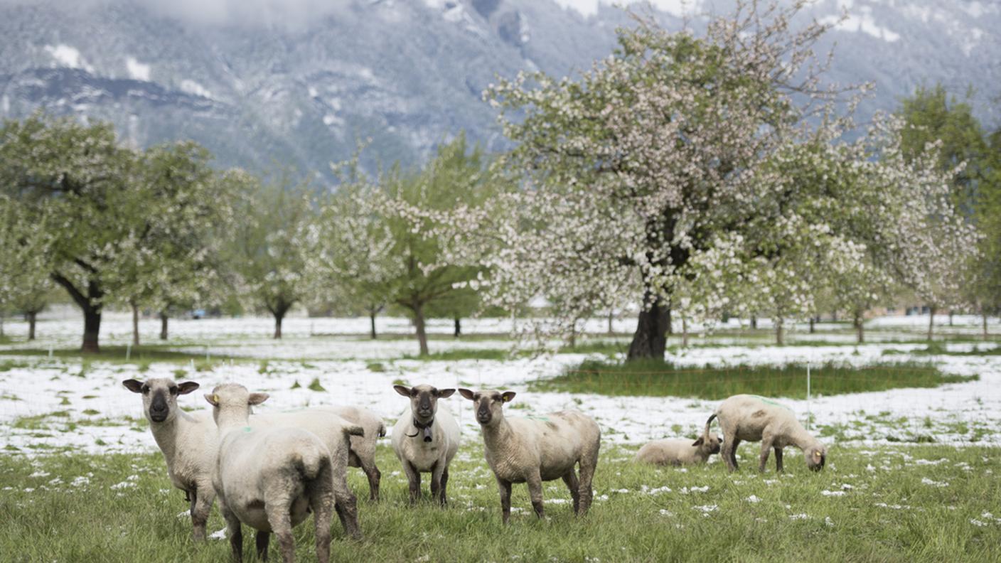 L'immagine è stata scattata lunedì nel canton San Gallo