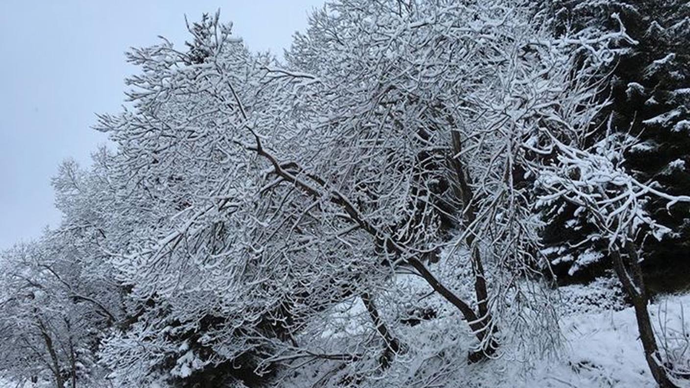 Un albero coperto di neve a San Bernardino