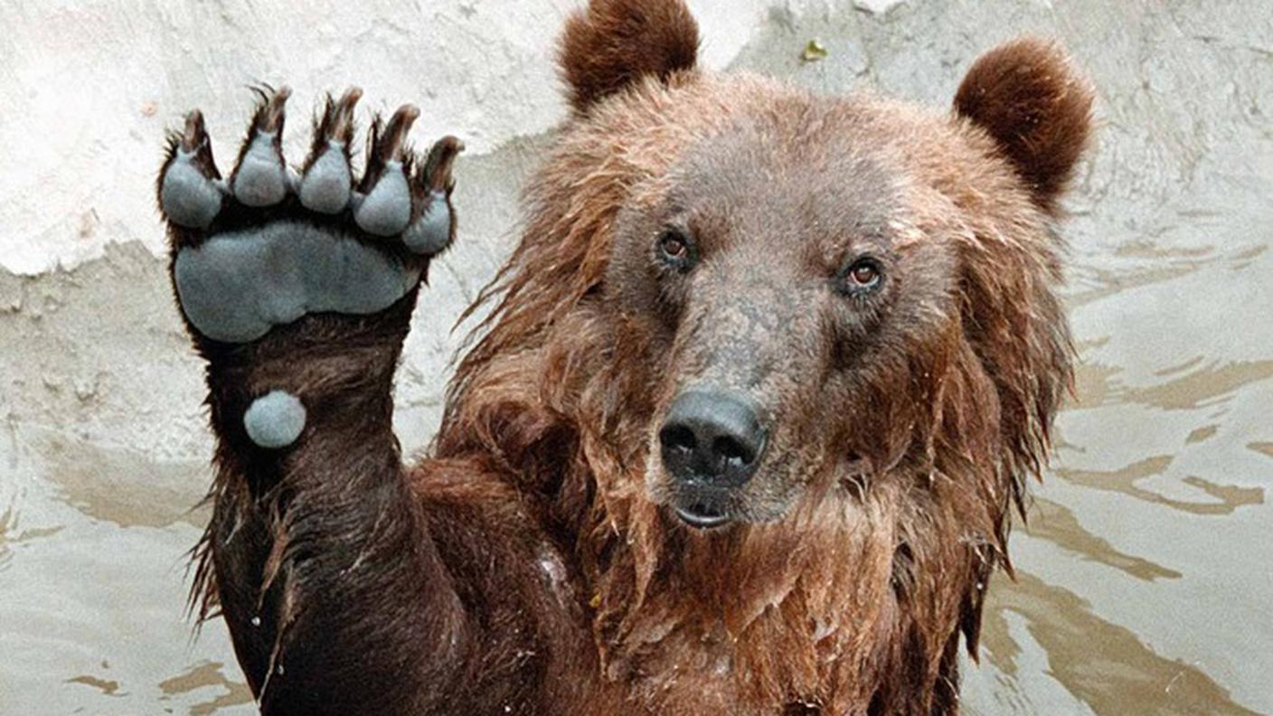 Un orso bruno...