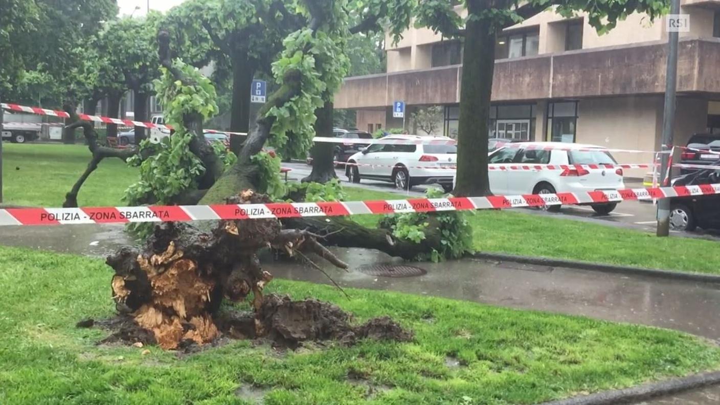 Il tiglio caduto al parchetto Pelli mercoledì