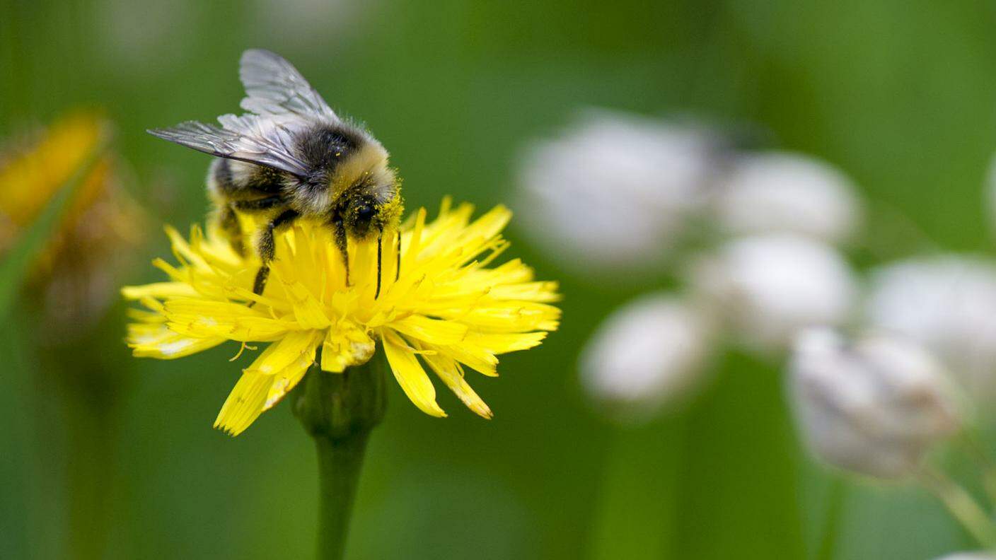 Si ripresenta la peste che decima le colonie di api in Ticino