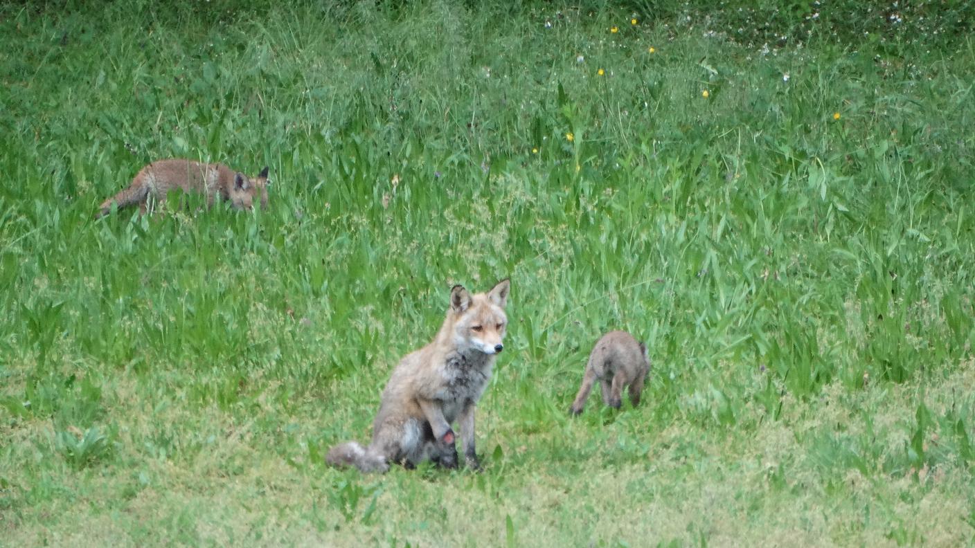 Mamma volpe vigila su due dei suoi tre cuccioli