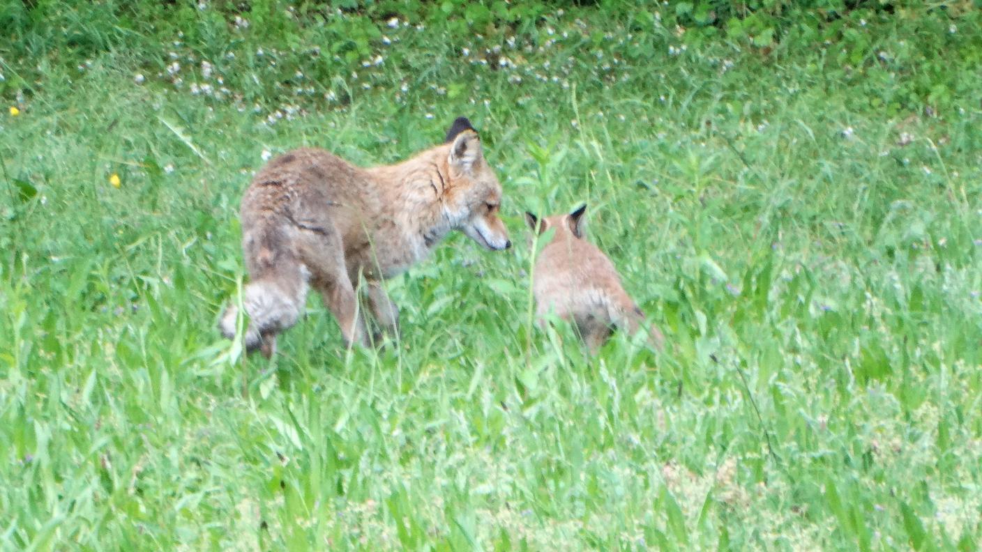 Le raccomandazioni di mamma volpe