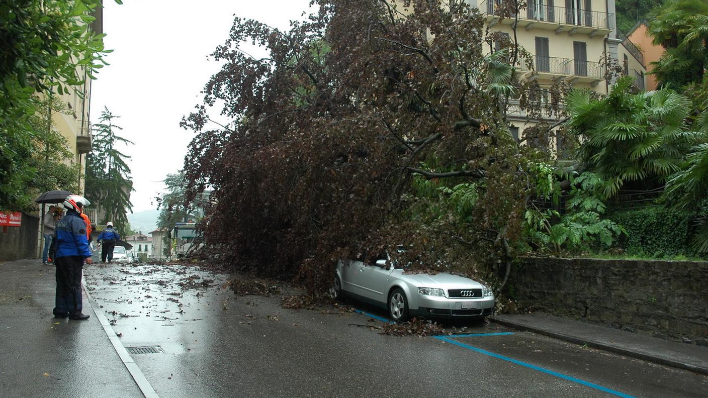 Il grande faggio caduto in via Pico