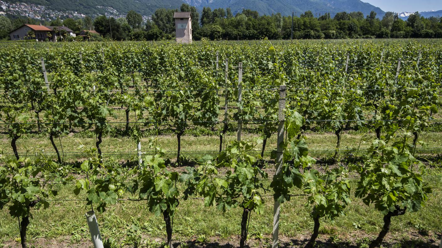 Si lotta per salvare i vigneti